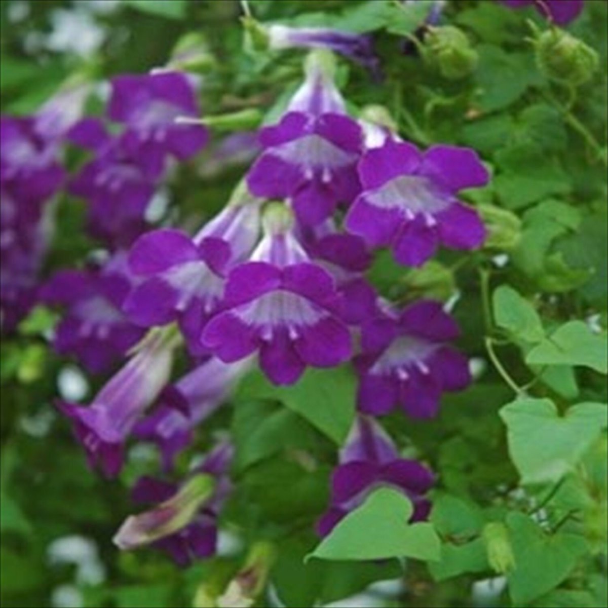 Лиана Азарина лазающая