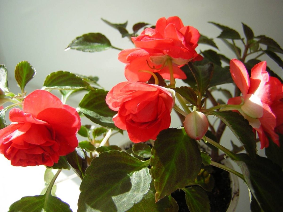 Бальзамин Impatiens Pink Aroma