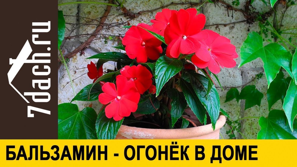 Бальзамин персиковый