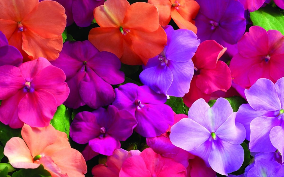 Бальзамин Impatiens