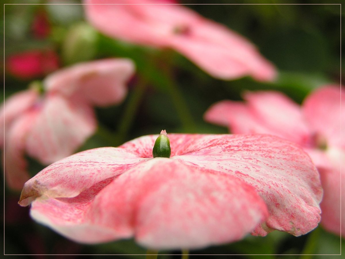 Бальзамин Impatiens Tom
