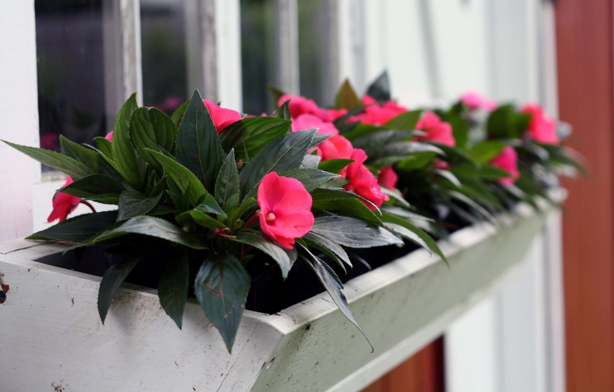 Бальзамин Impatiens