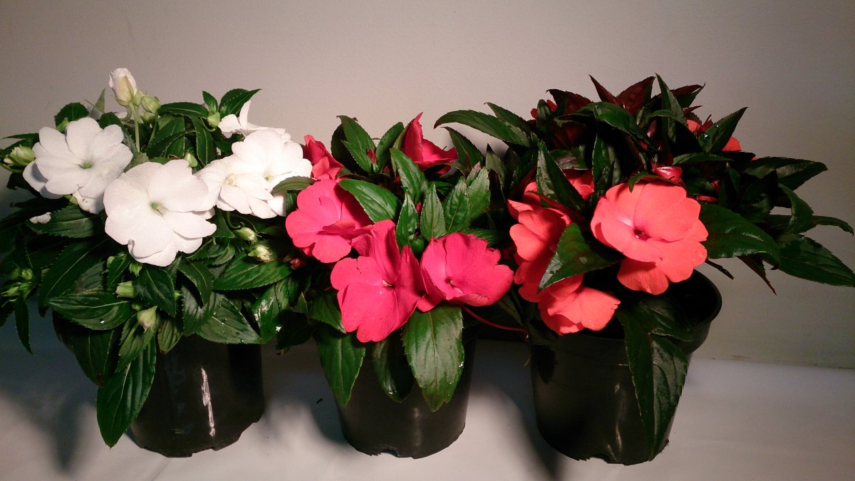 Бальзамин Impatiens