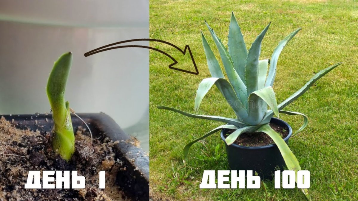 Цветок без корней
