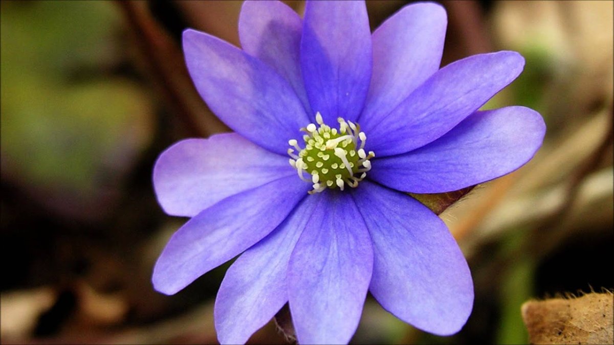 Hepatica Blumenstadt