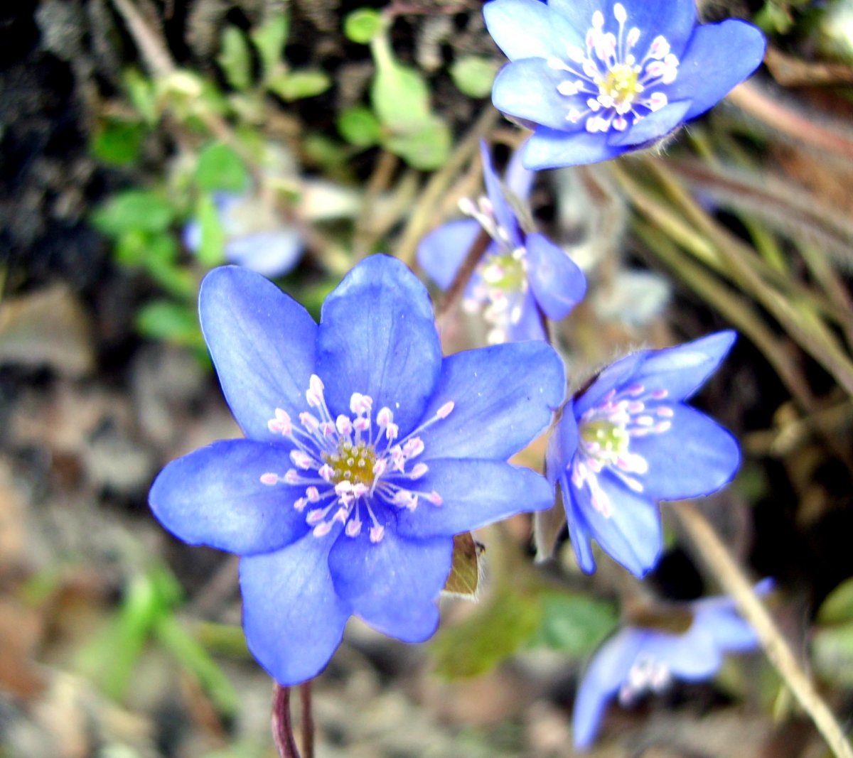 Печеночница благородная (hepatica Nobilis)