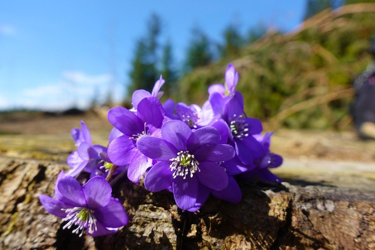 Печеночница благородная (hepatica Nobilis)