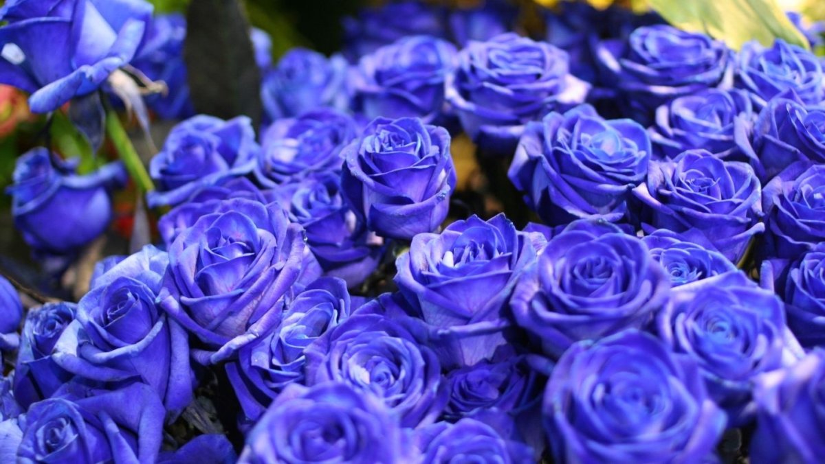 Роза Suntory Blue Rose Applause