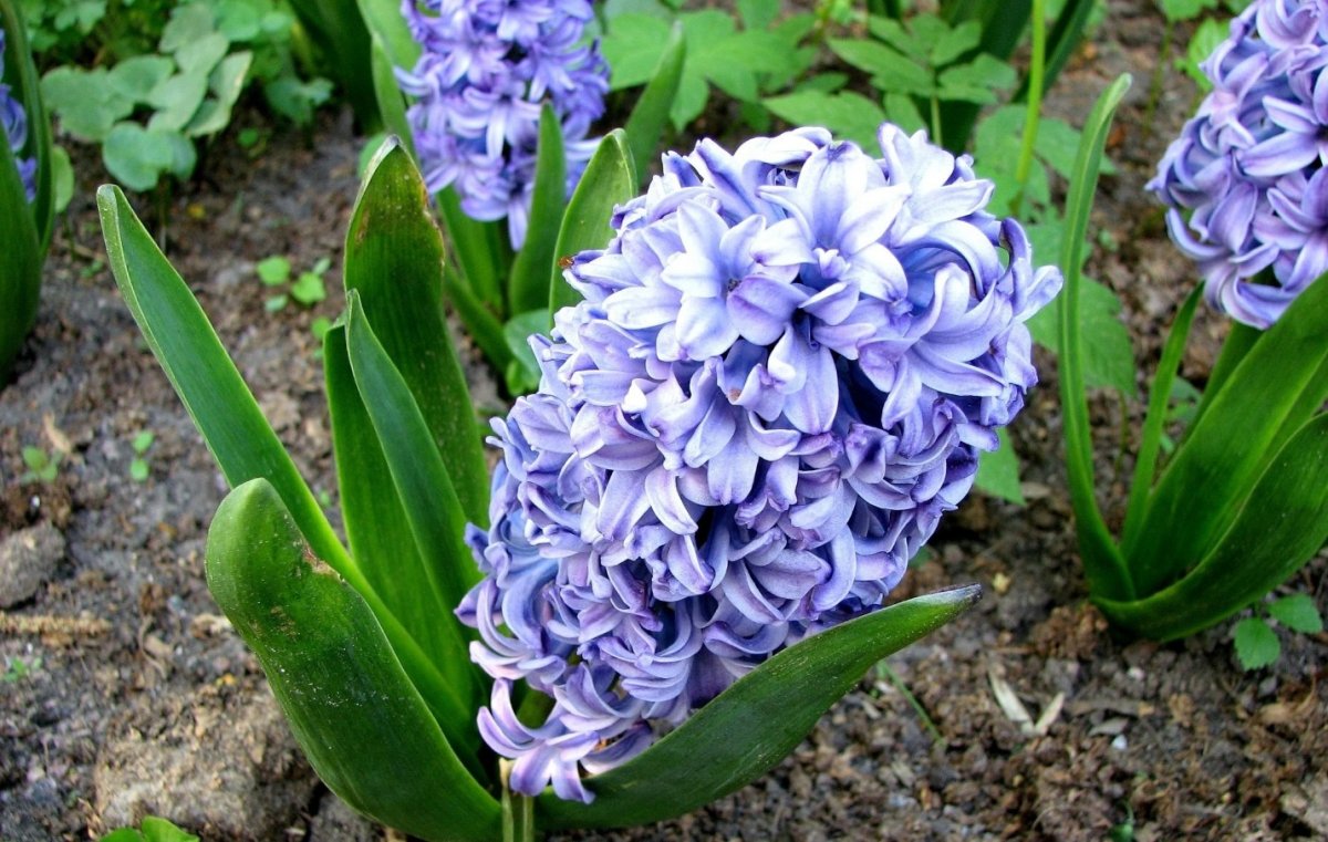 Луковичные цветы мускари