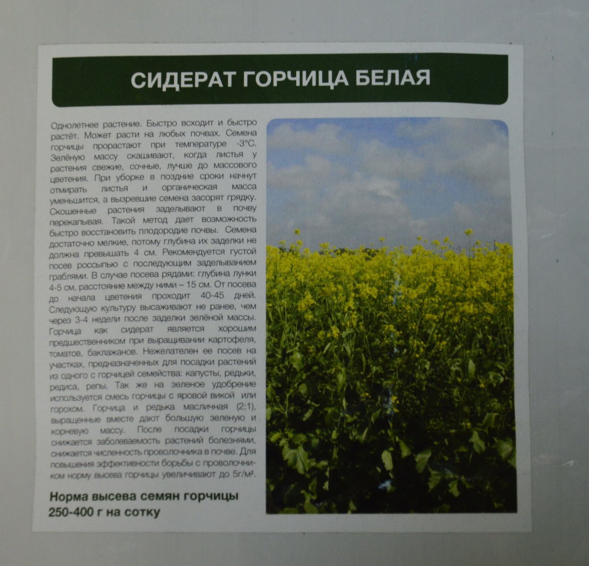 Горчица белая сидерат описание