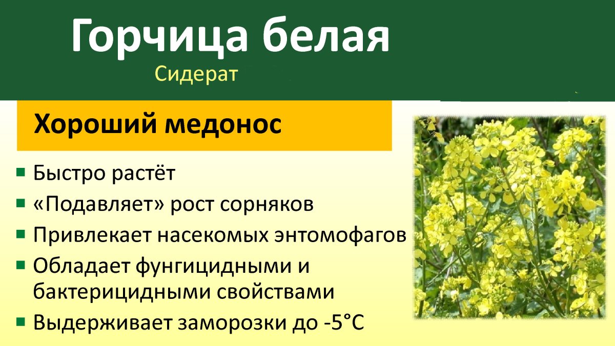 Горчица желтая сидерат