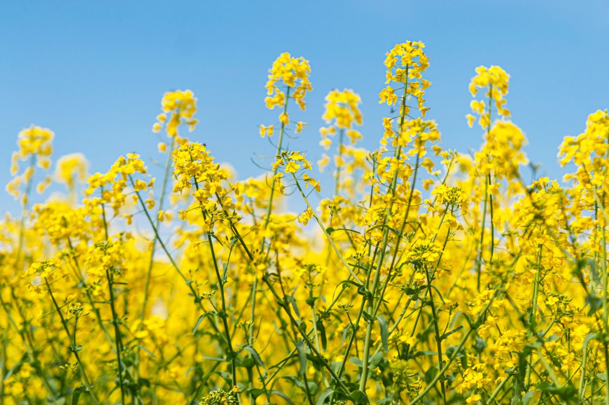 120х85 см Mustard/горчичный