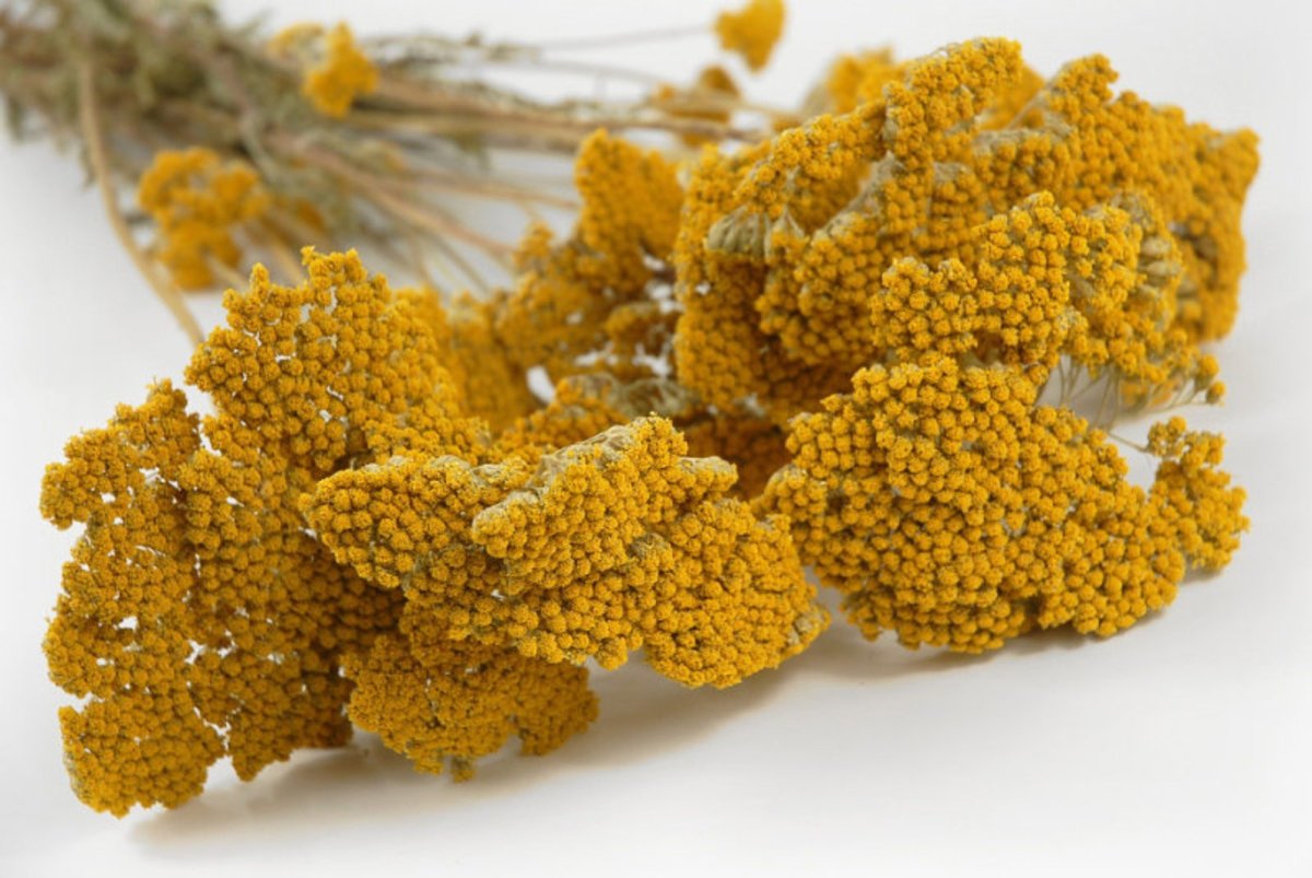 Brassica nigra - горчица черная