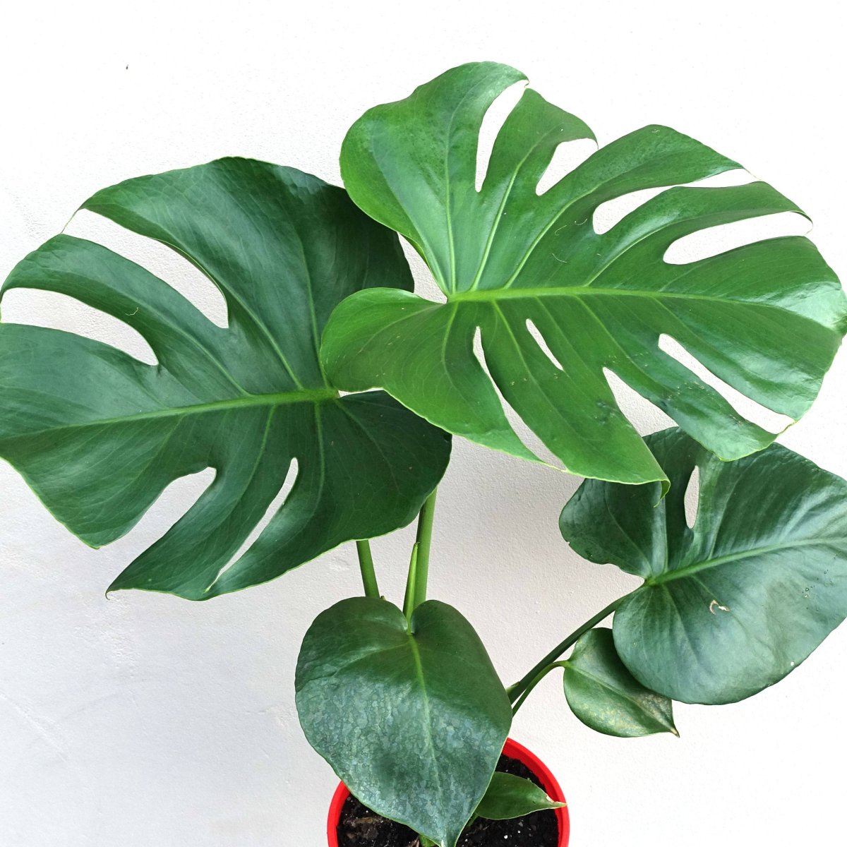 Монстера Делициоза (Monstera deliciosa)