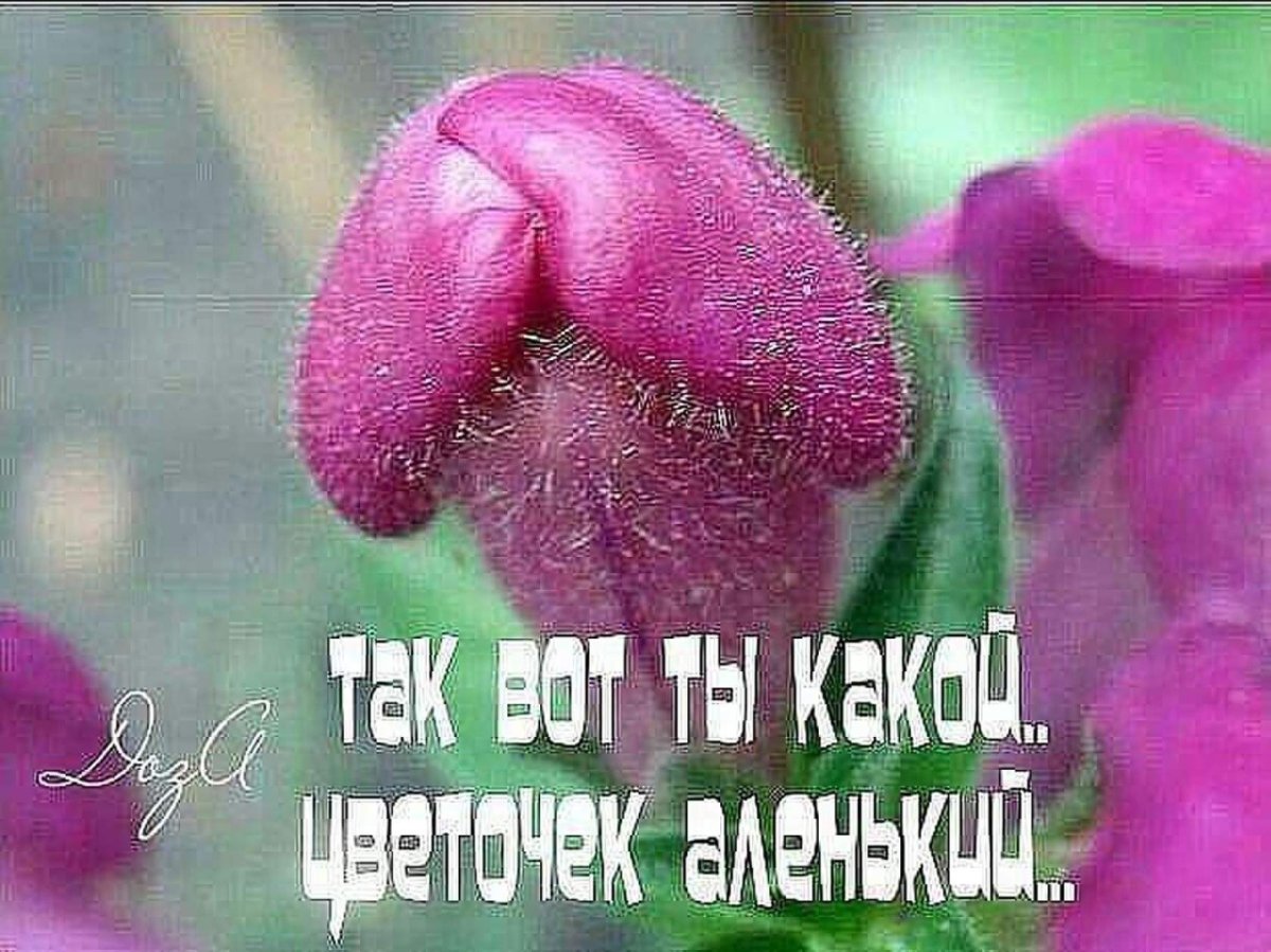 Цветок в виде члена