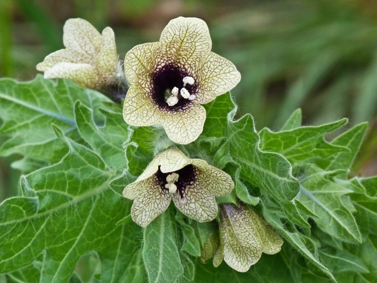 Hyoscyamus. Гиосциамус (белена).