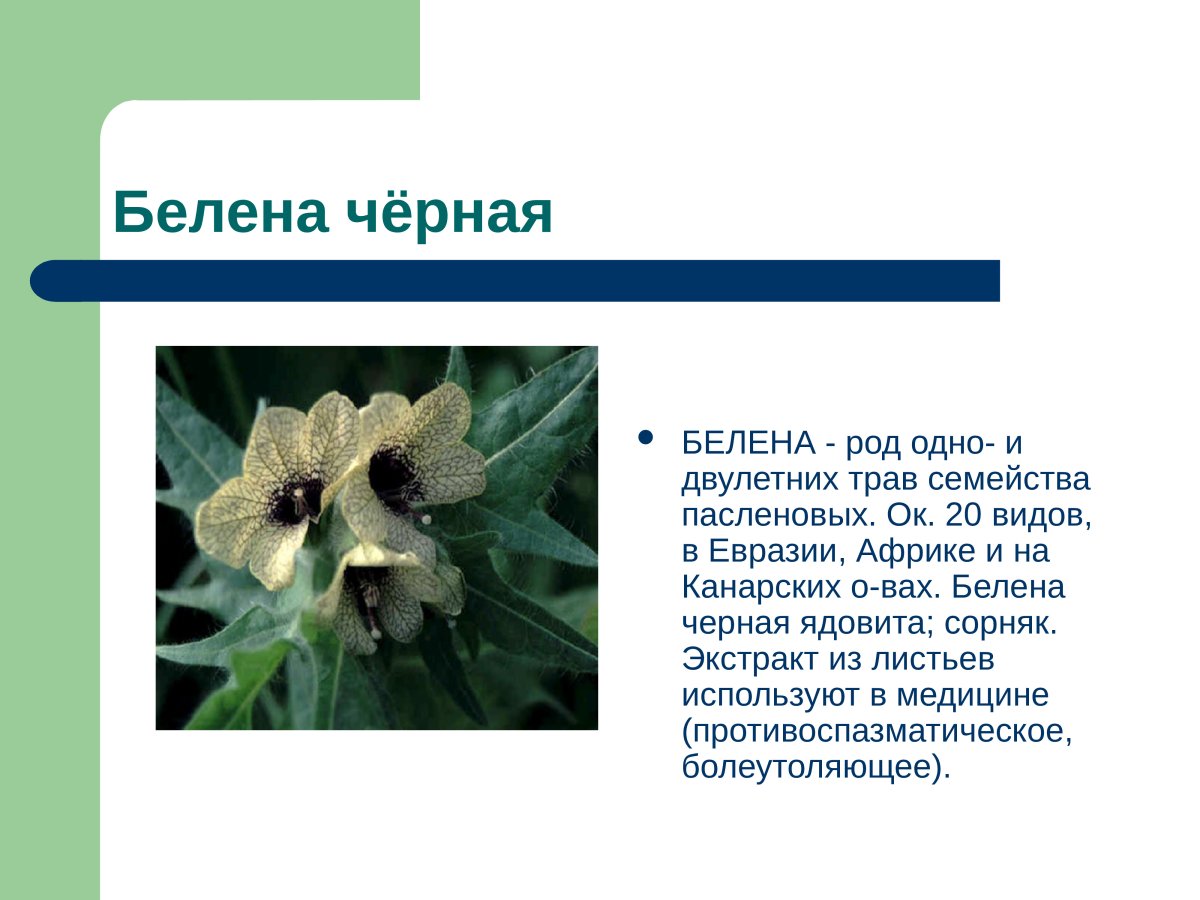 Белена чёрная