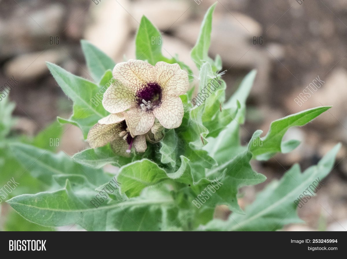 Белена (Hyoscyamus)
