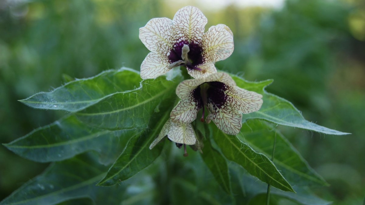 Белена (Hyoscyamus)