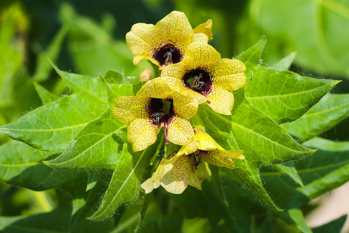 Белена (Hyoscyamus)