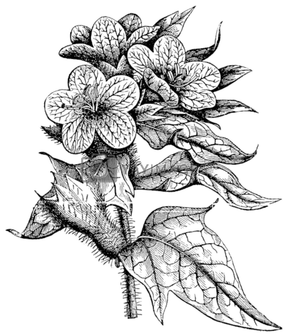 Белена (Hyoscyamus)