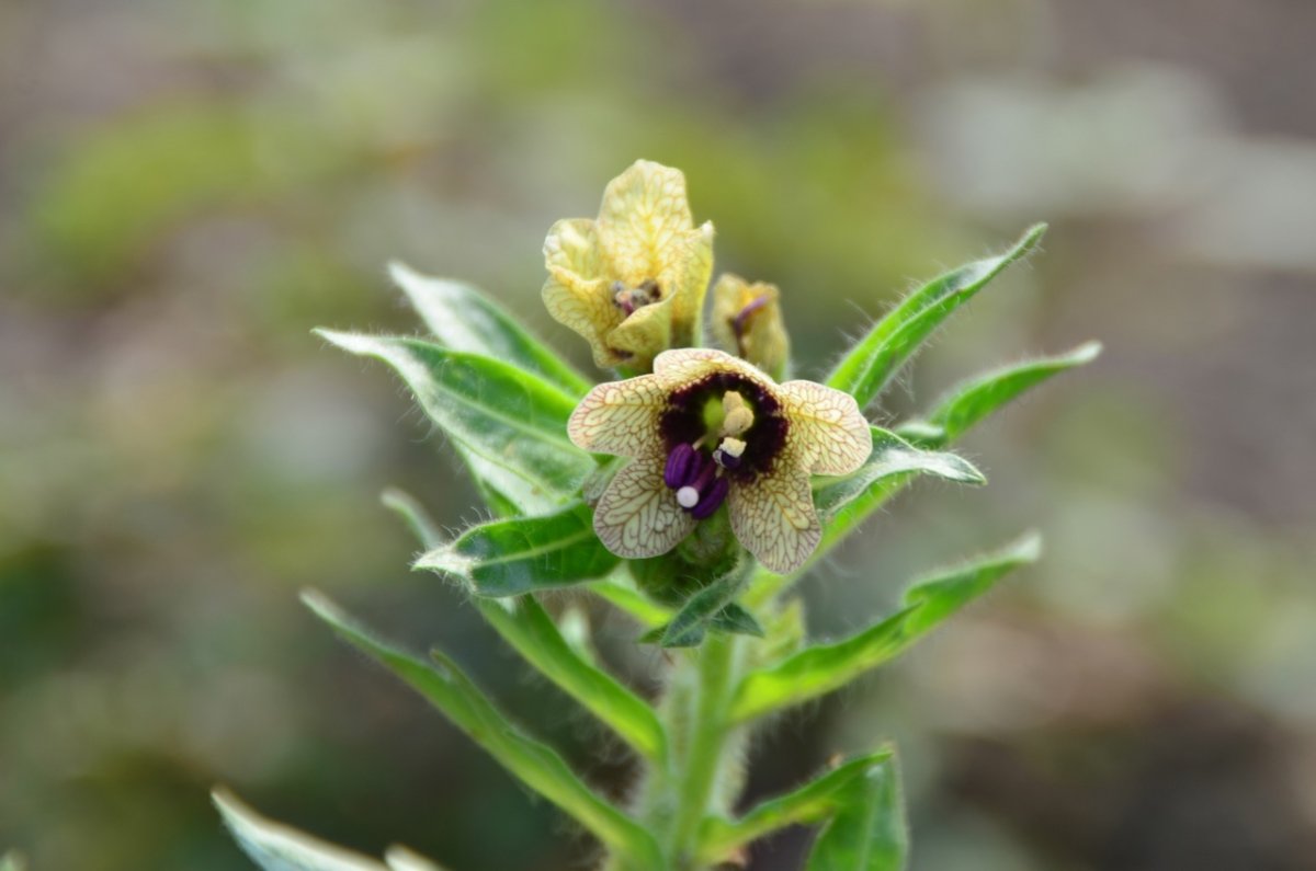 Белена чёрная ( Hyoscyamus Niger l.)