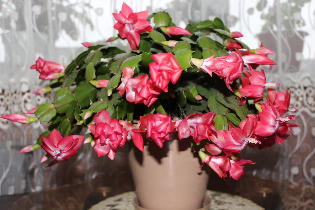 Декабрист(шлюмбергера) Бакли- Schlumbergera buckleyi