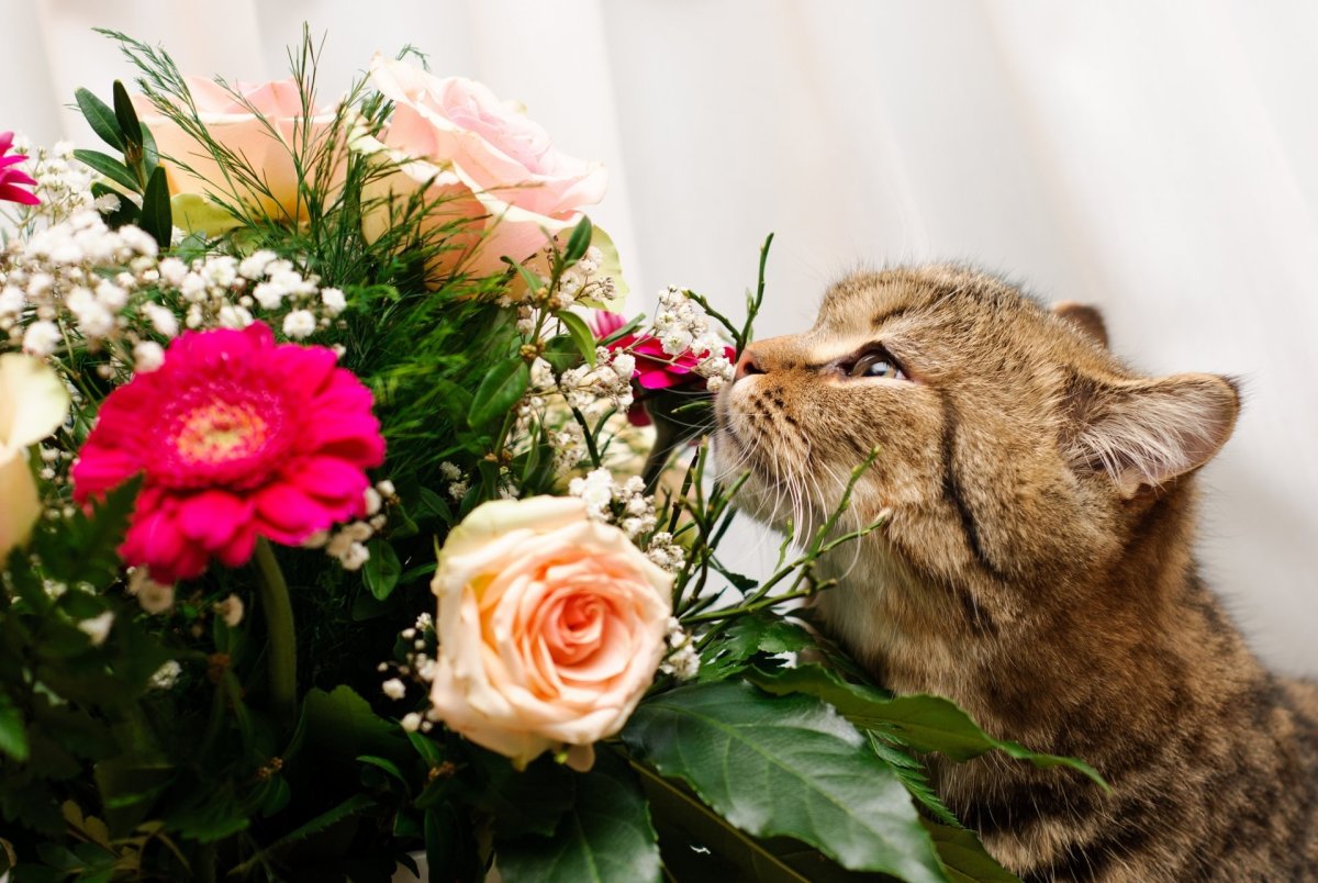 Кошечка с цветами
