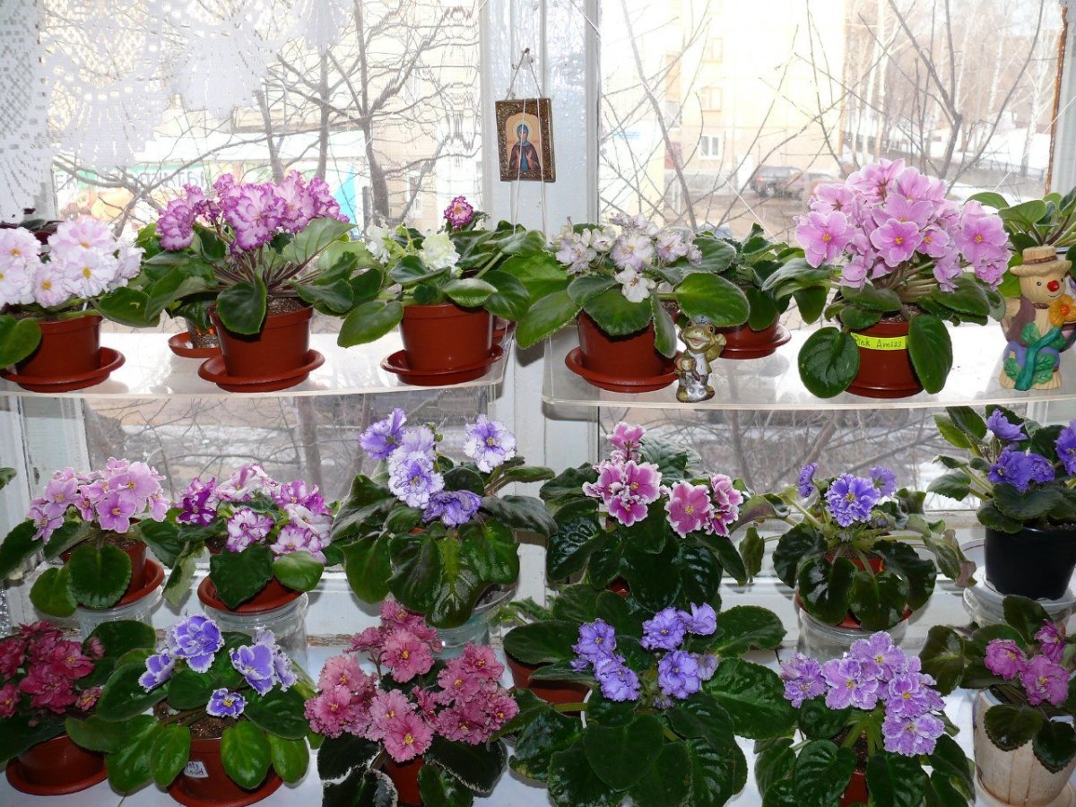 Узамбарские фиалки на подоконнике
