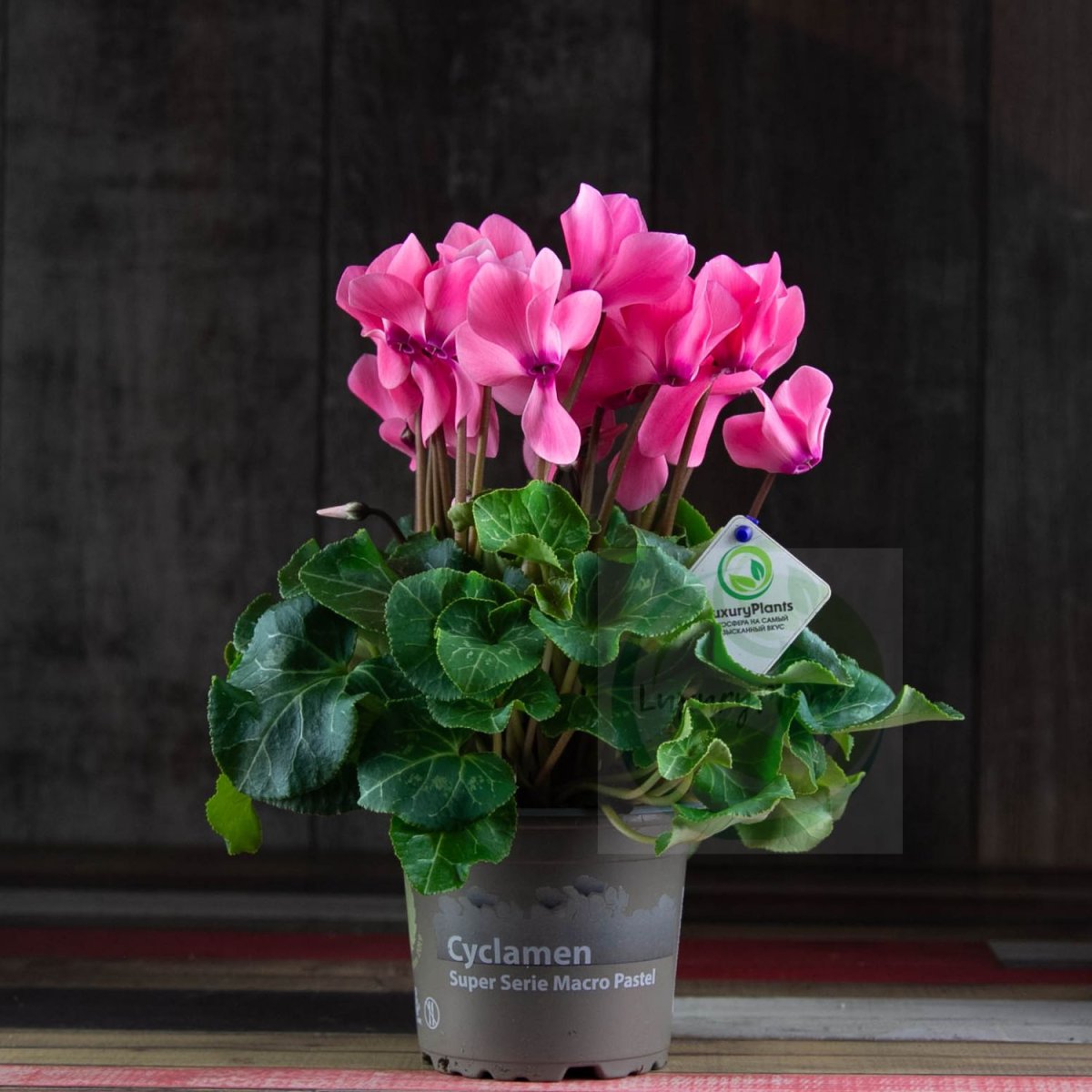 Цикламен Cyclamen "Red Fringed"