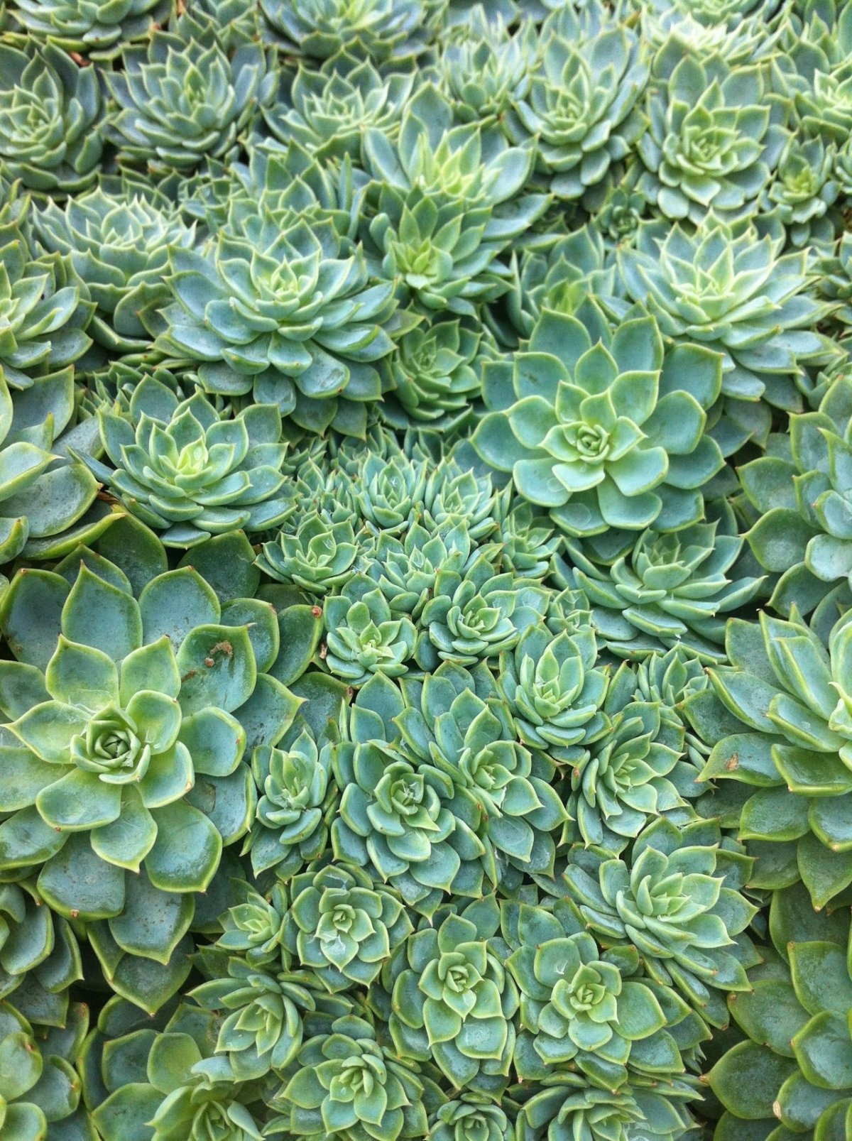 Суккулент бело зеленый