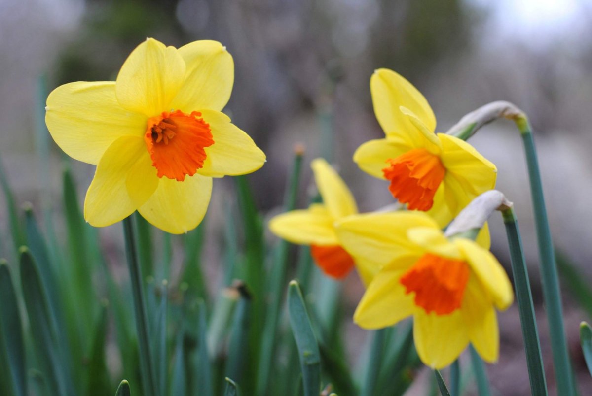 Rare Flowers Нарцисс