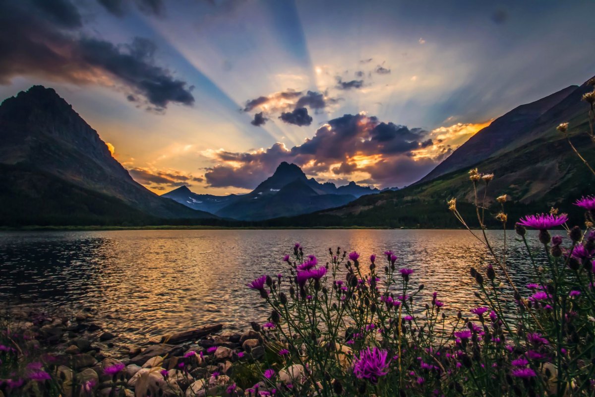 Летняя природа