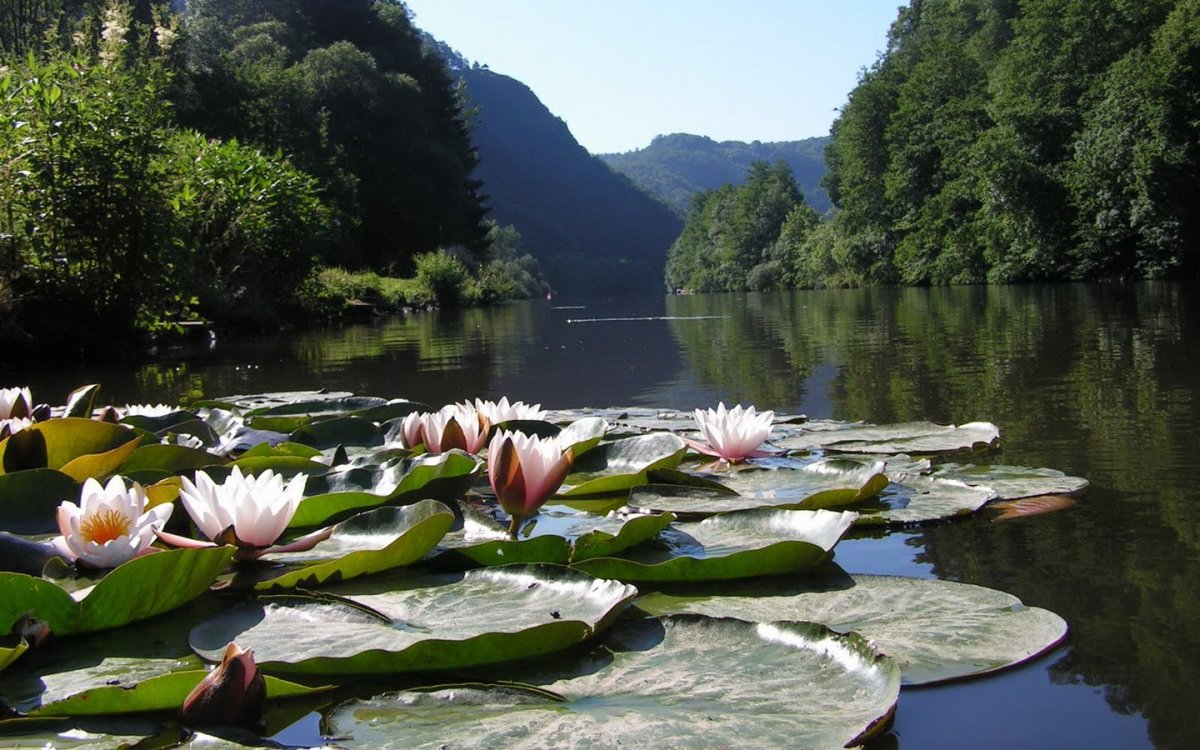 Цветы на озере