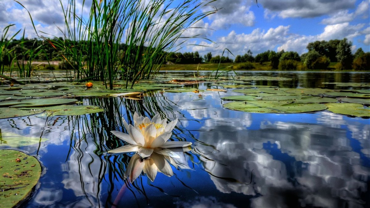 Летняя природа