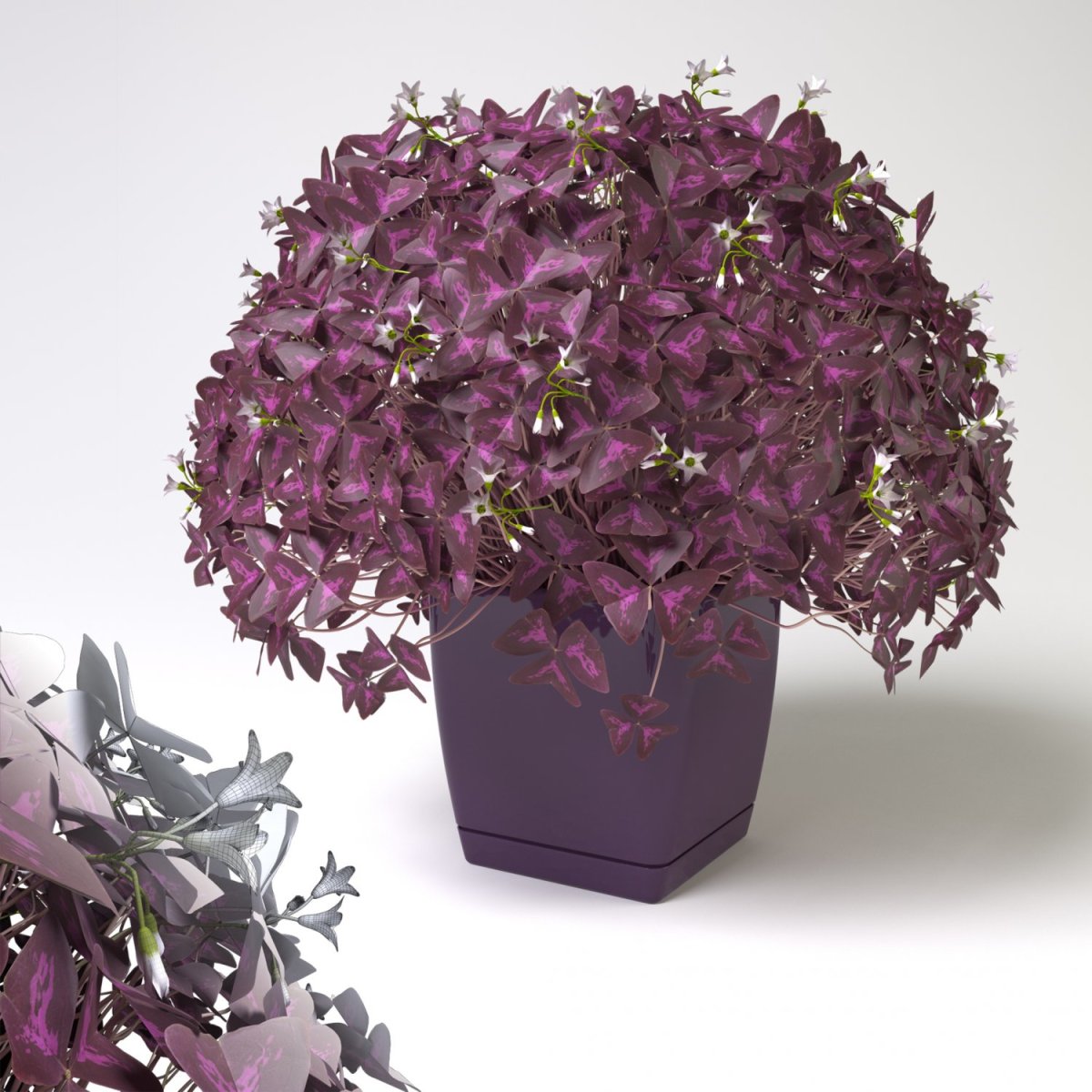 Кислица triangularis