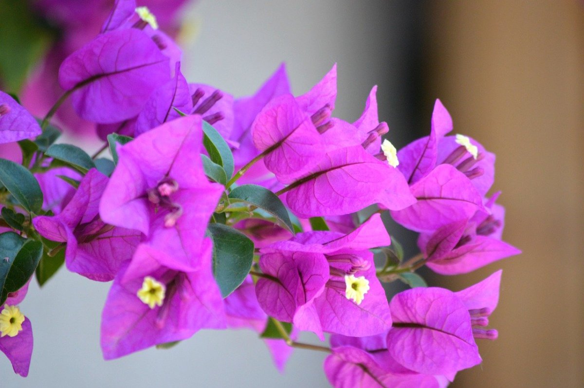Бугенвиллия Purple Tanglong