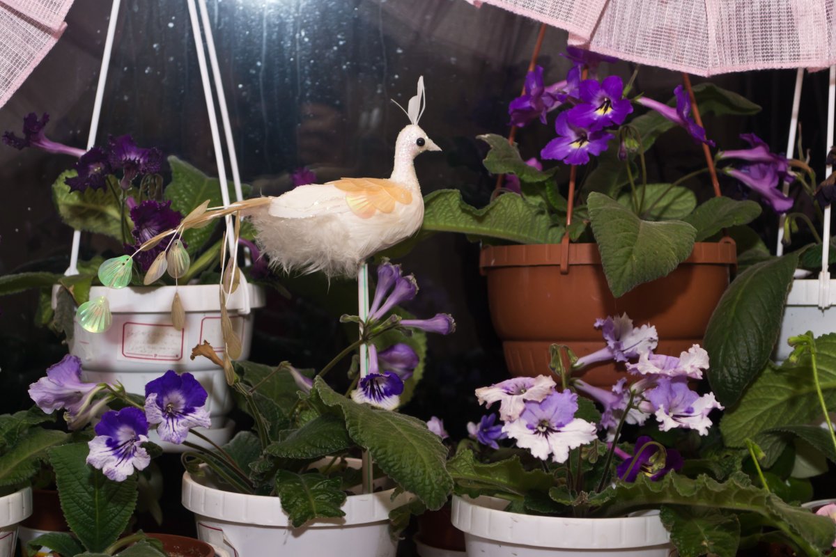 Streptocarpus saxorum