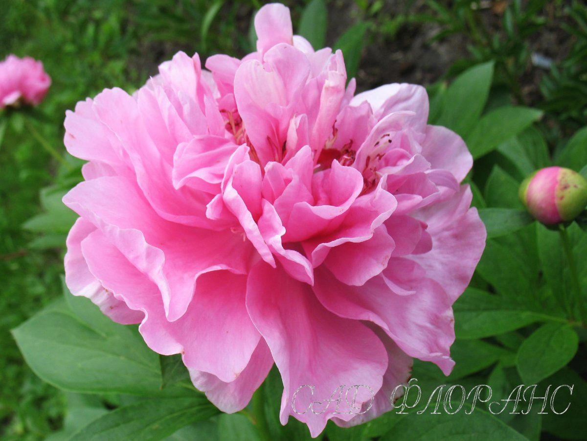Пион Карнейшен букет Carnation Bouquet