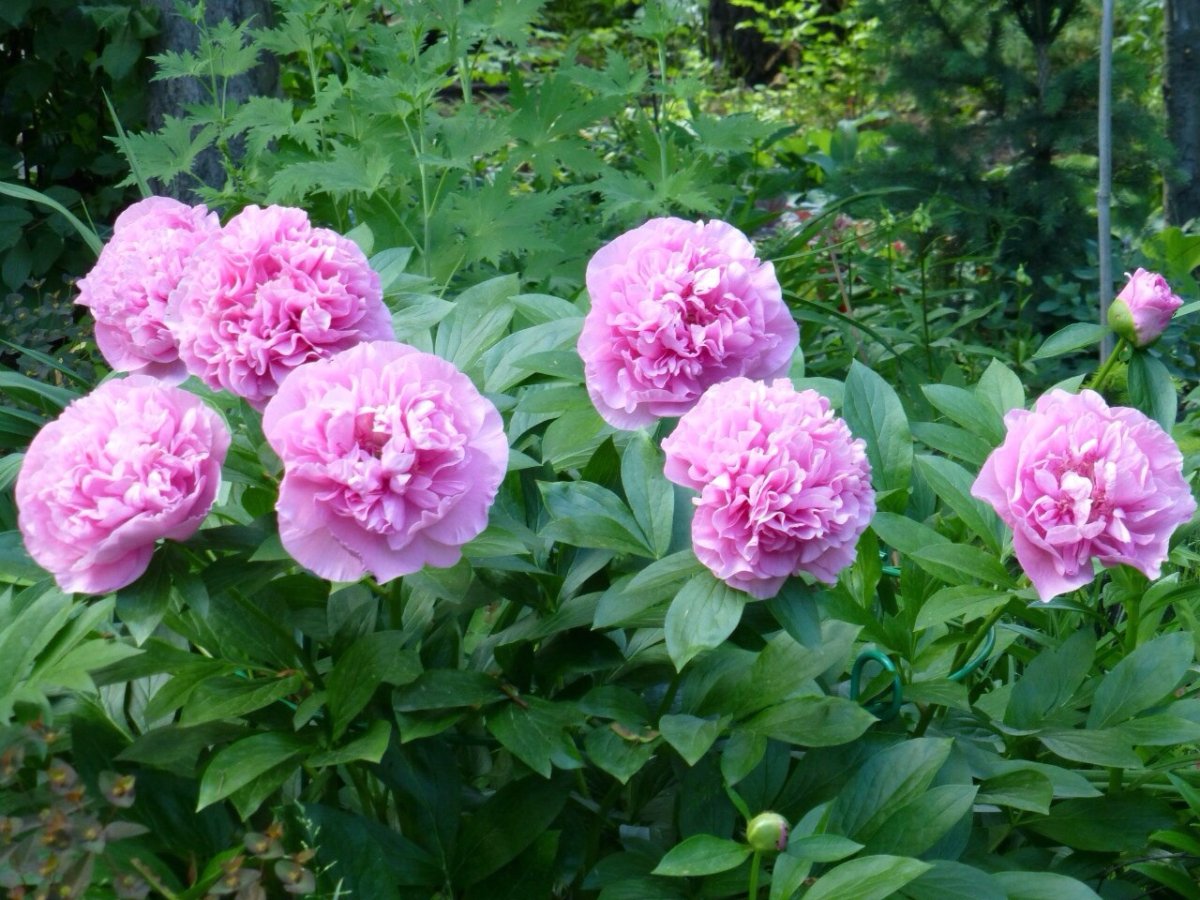 Carnation Bouquet пион