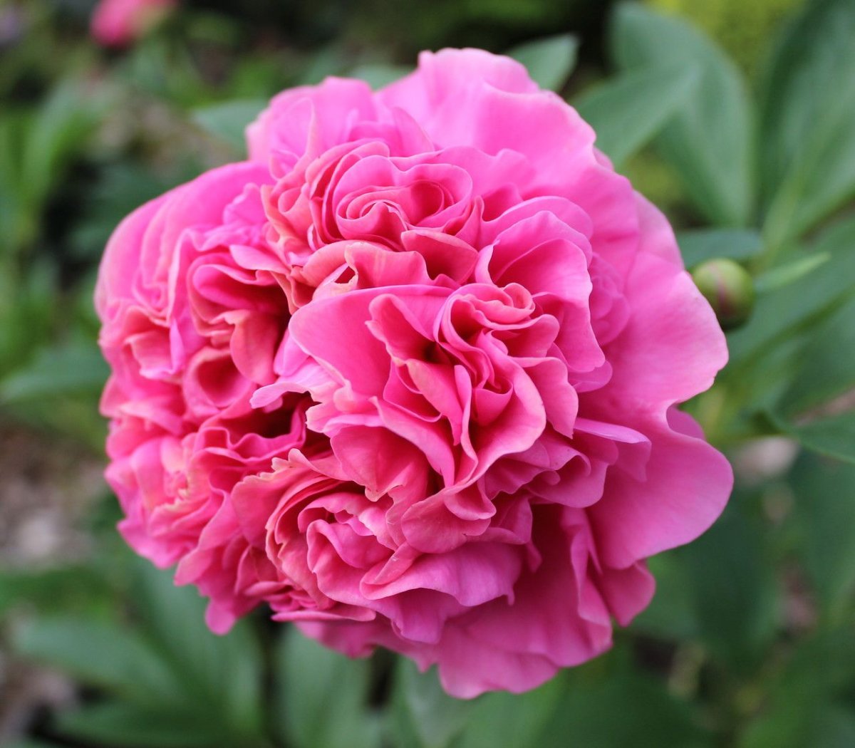 Пион Carnation Bouquet купить