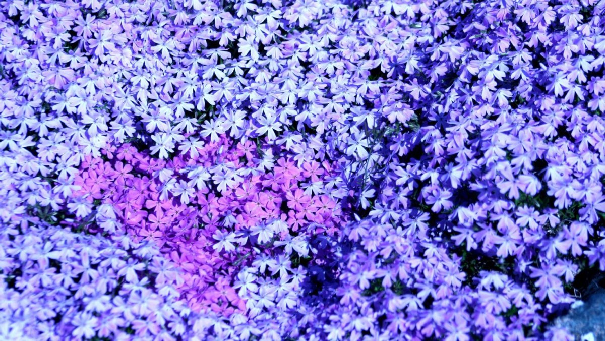 Флокс шиловидный fabulous Blue Dark Center (Фабулос Блю)