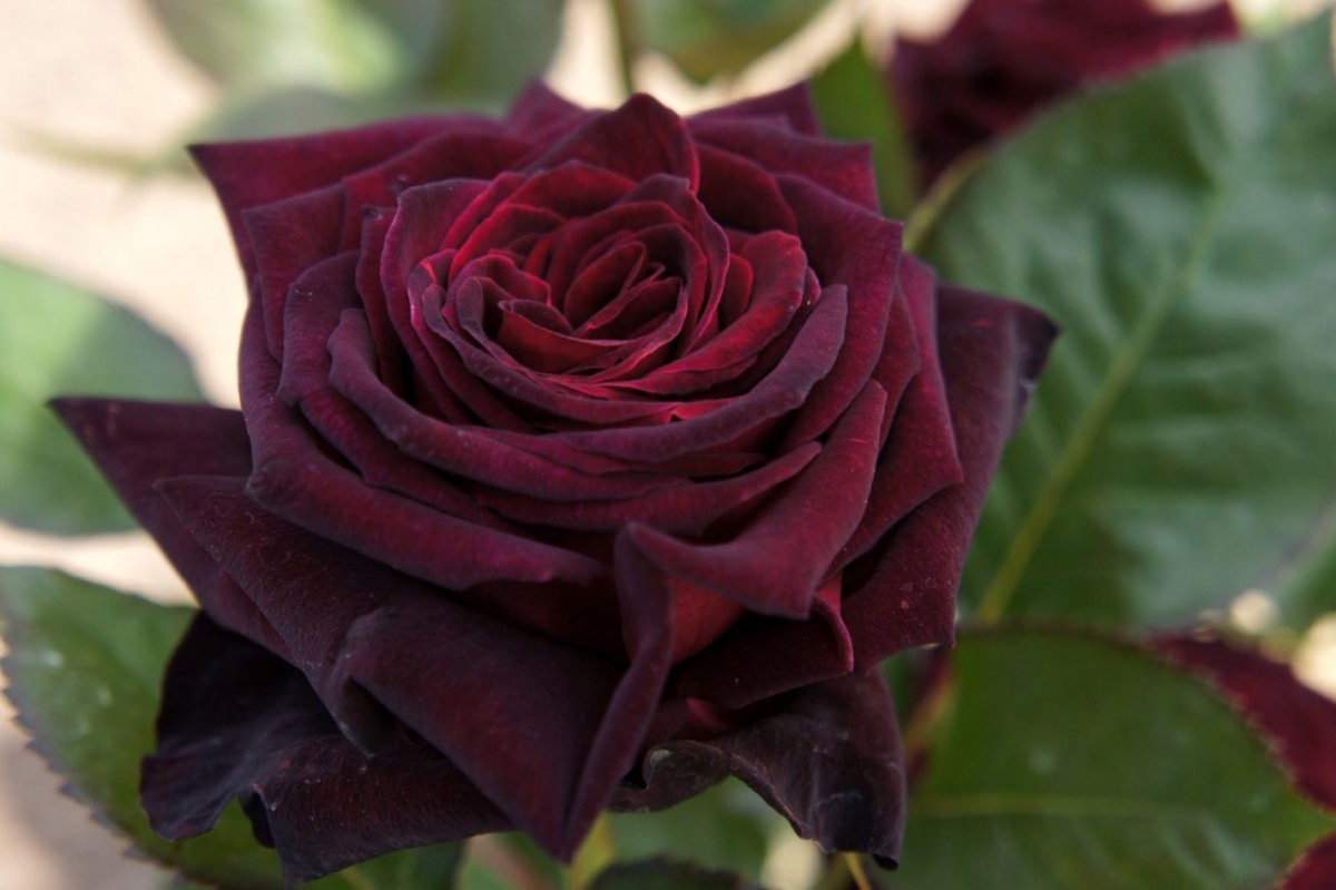 Роза Black-Baccara