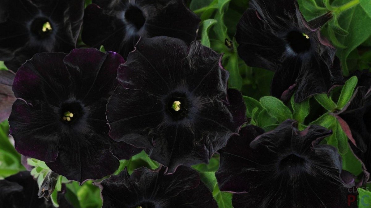 Петуния Sweetunia Black Satin