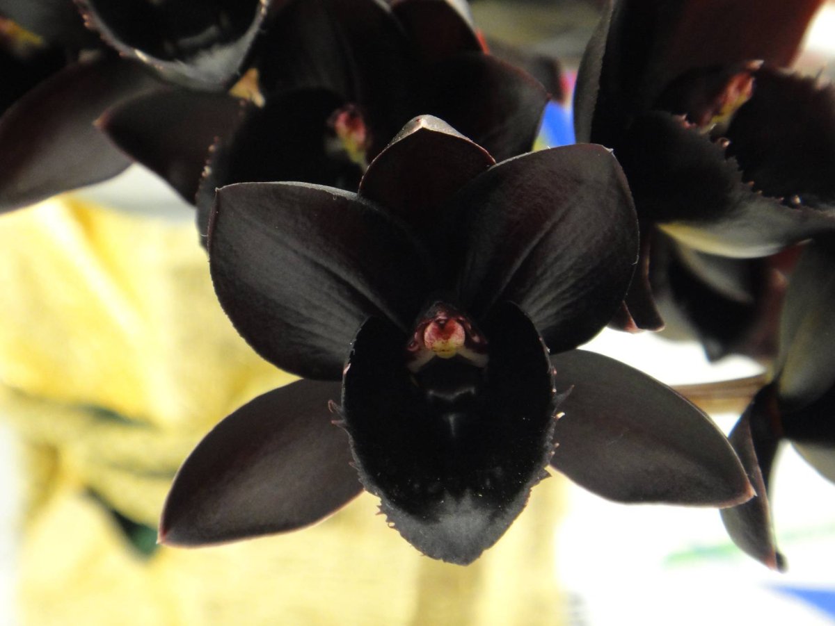 Орхидея Fredclarkeara after Dark 'SVO Black Pearl'