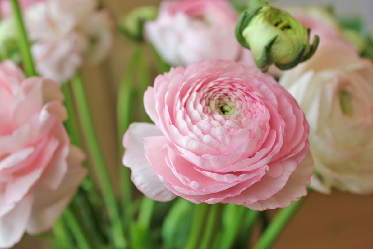 Ранункулюс Pink