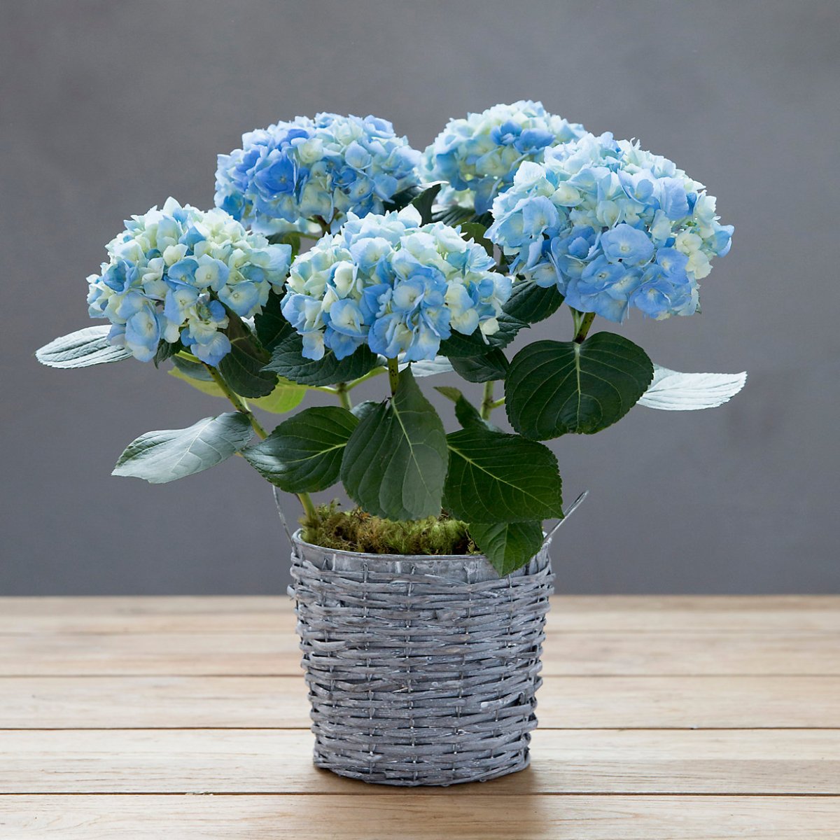 Комнатные синие цветы