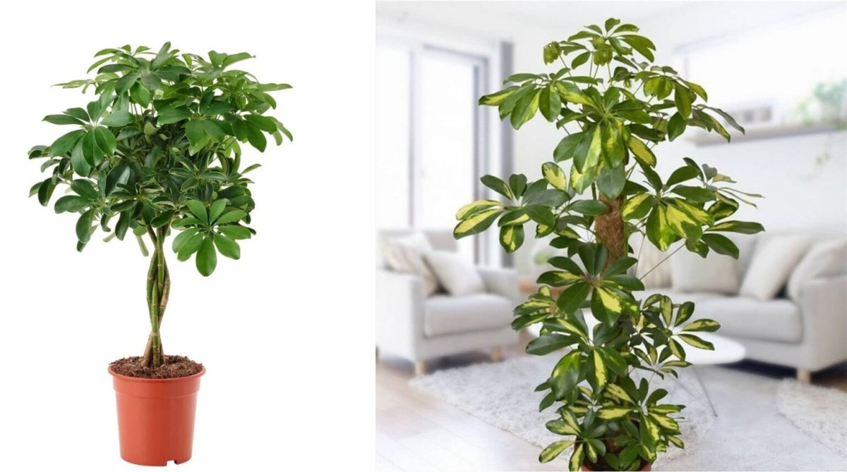 Шеффлера восьмилисточковая – Schefflera octophylla