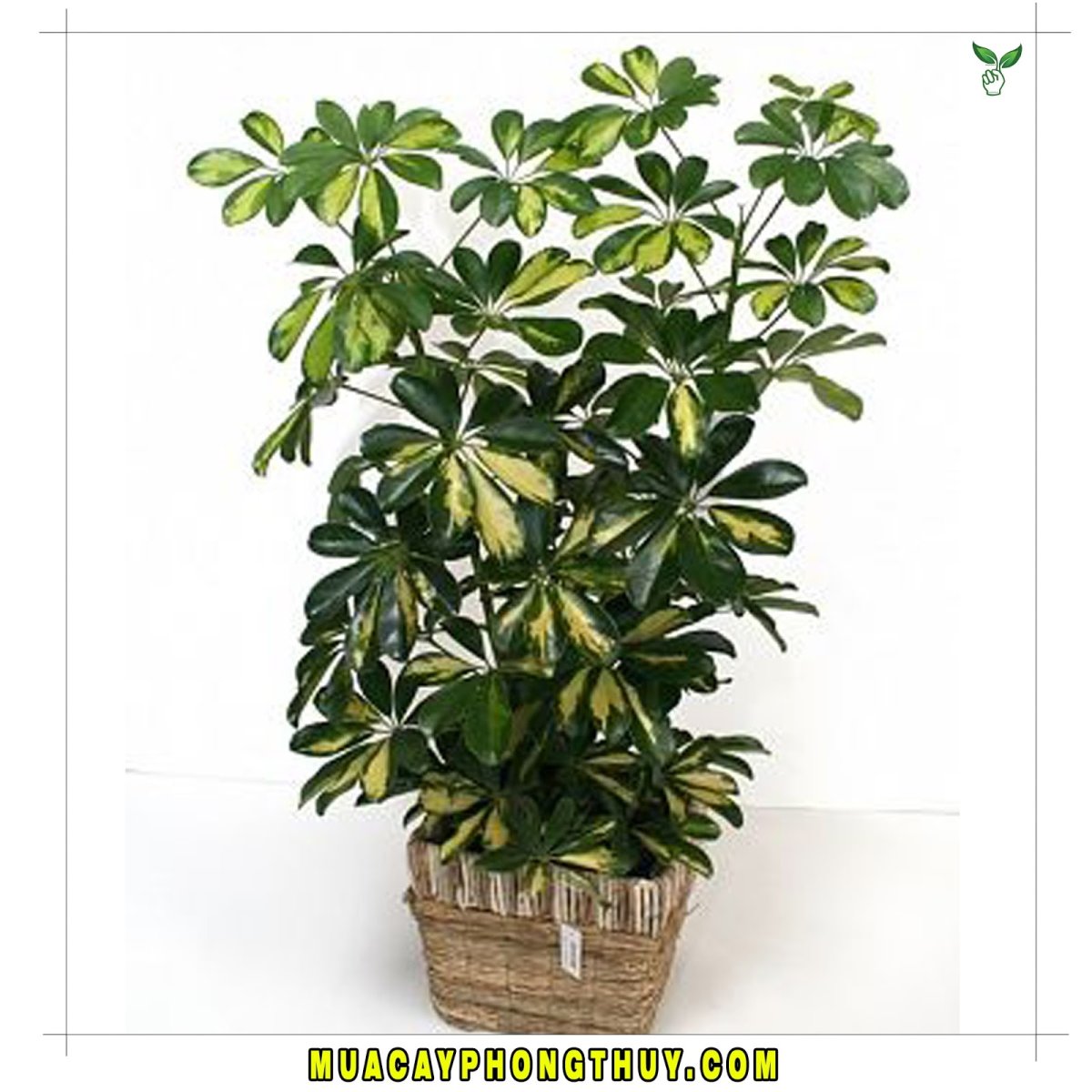 Schefflera arboricola Tree