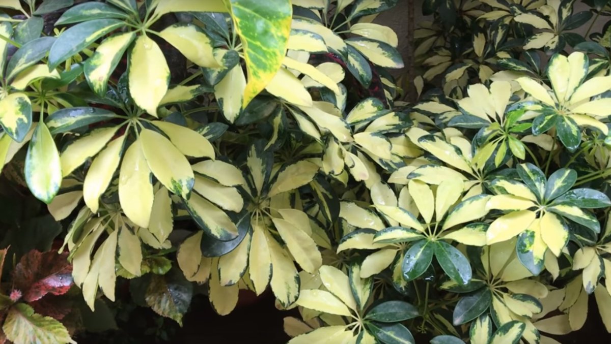 Schefflera arboricola цветок
